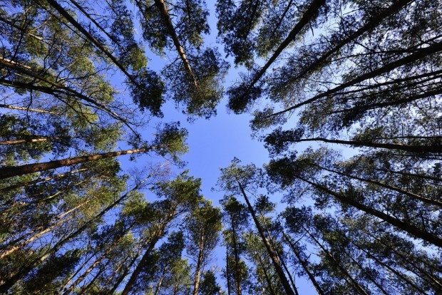 forest2