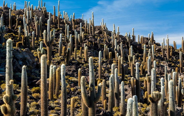Dense forest of giant cactus (Echinopsis atacamensis), Isla Incahuasi, Salar de Uyuni