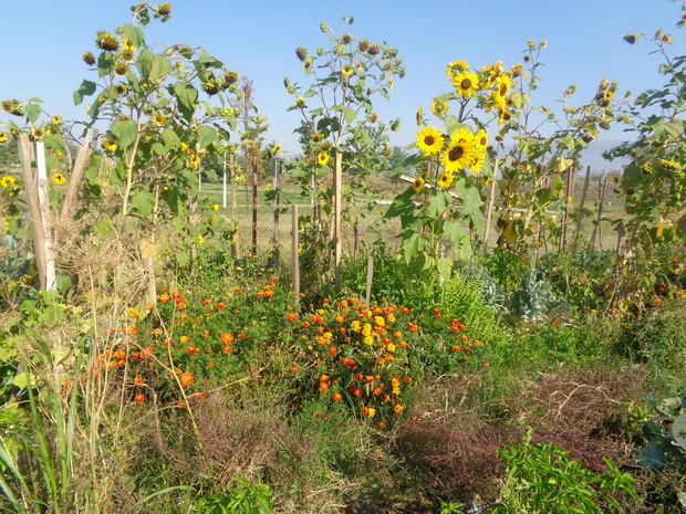 DSC03832_resize