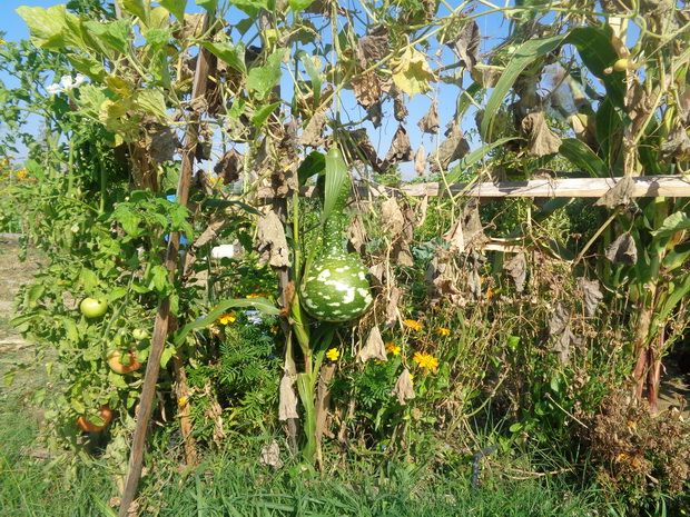 DSC03835_resize