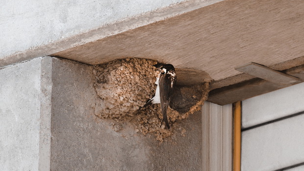 MK_Swallows_Nests_resize
