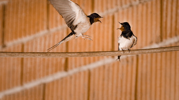 MK_Swallows__resize