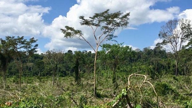 Amazonija1