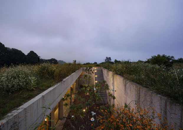 avokado8