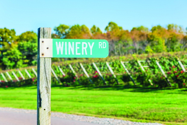 Closeup of Winery Road Green street sign with bokeh background of grape vineyard winery rows