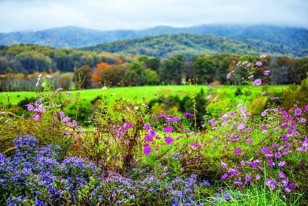 Autumn fall season rural countryside with foreground of many colorful beautiful flowers at winery vineyard in blue ridge mountains of Virginia with sky and rolling hills