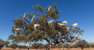 Мароканската долина Сус: Каде на дрвјата „растат“ кози (ВИДЕО)