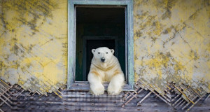Руски фотограф фотографирал поларни мечки во напуштени згради