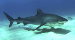 Ајкулите ја прошируваат територија на движење и лов поради климатските промени