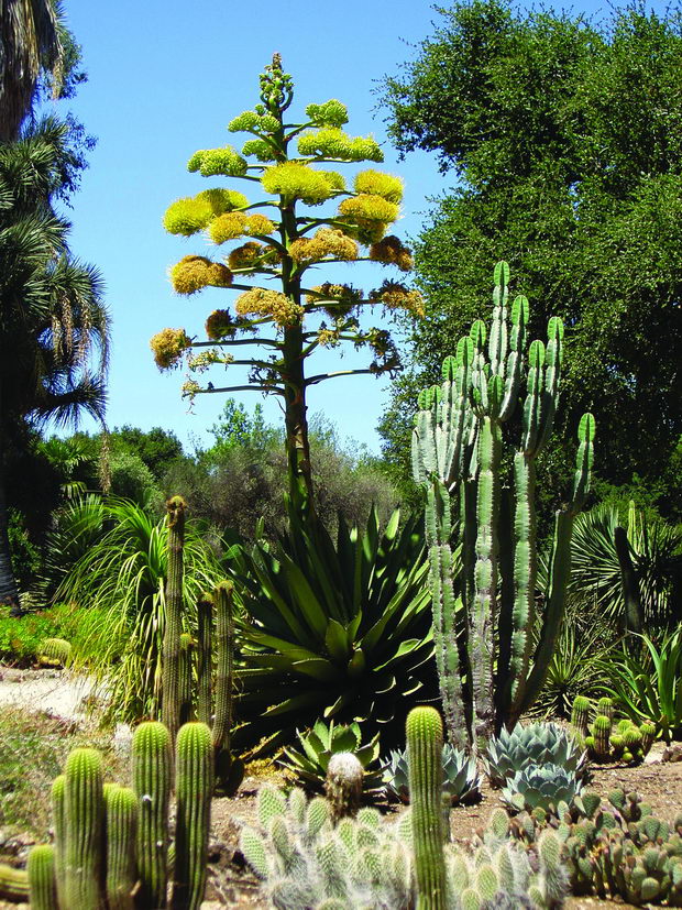 Arizona_Cactus_Garden,_Stanford_University,_Palo_Alto,_CA,_USA