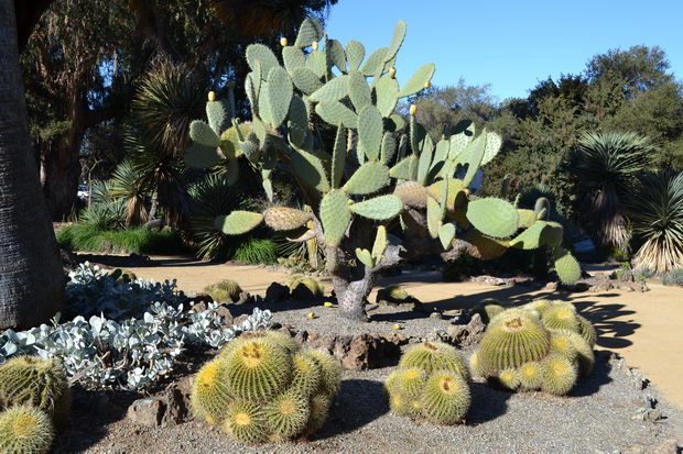 Arizona_Cactus_Garden_at_Stanford_University_4