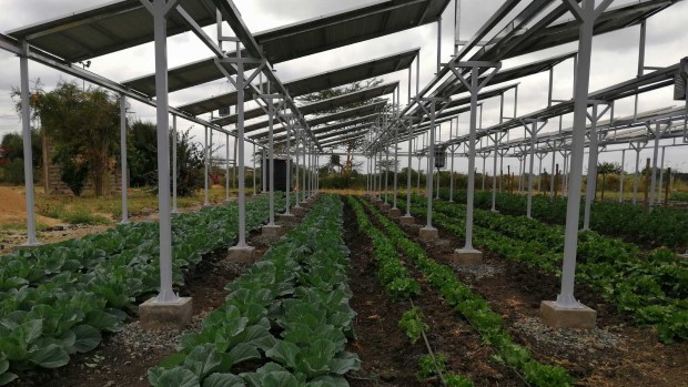 agrivoltaica1