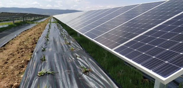agrivoltaica2
