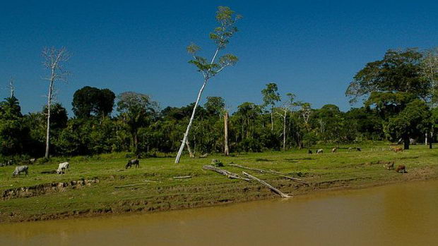 Amazonija3