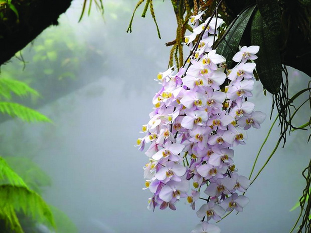 Phalaenopsis_philippinensis_NationalOrchidGarden-Singapore_resize