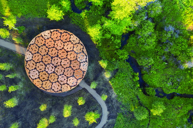 Xylem_resize