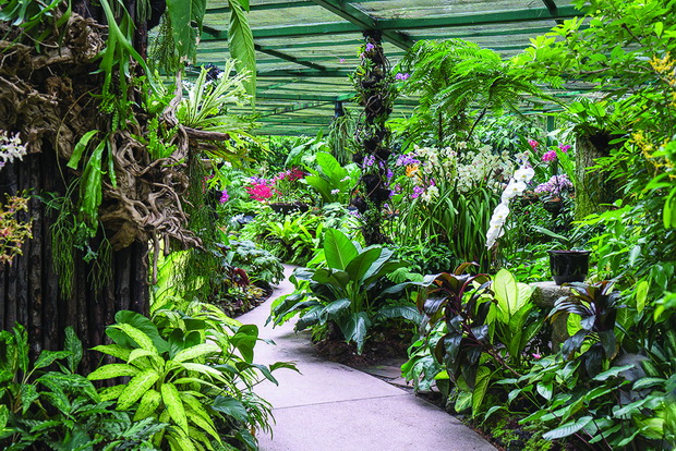 National Orchid Garden, Singapore Botanic Gardens, Singapore 8/16