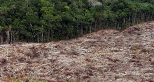 Бразил руши рекорди – илјада квадратни километри прашума се исечени во април
