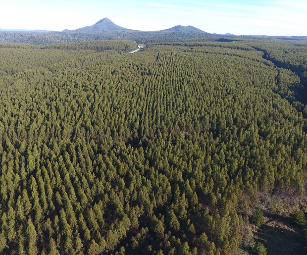 Тасманија – една од првите територии во светот со нето негативни емисии на јаглерод диоксид