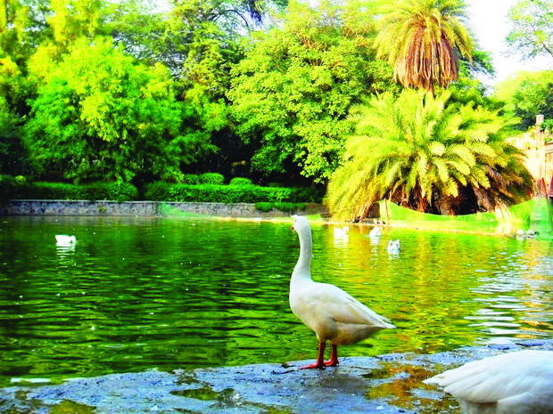 Lake_at_Lodhi_Gardens_resize