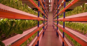 Во Дубаи отворена најголемата вертикална фарма – користи 95% помалку вода