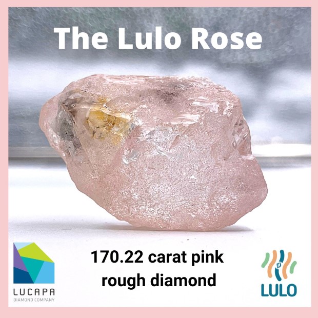 rose1