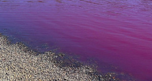 Розово езеро во Србија
