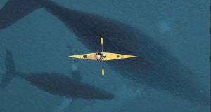Подобро во када отколку на море – поради овие фотографии можеби нема да посакате да се приближите до водата