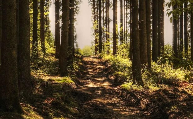 forests1