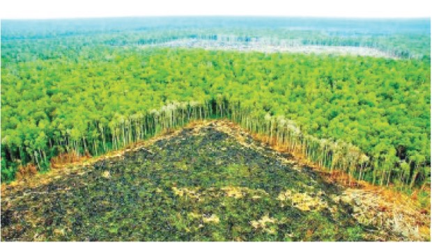 forests2