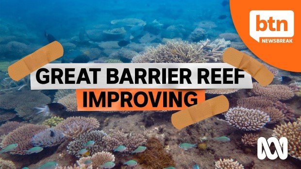 great reef2