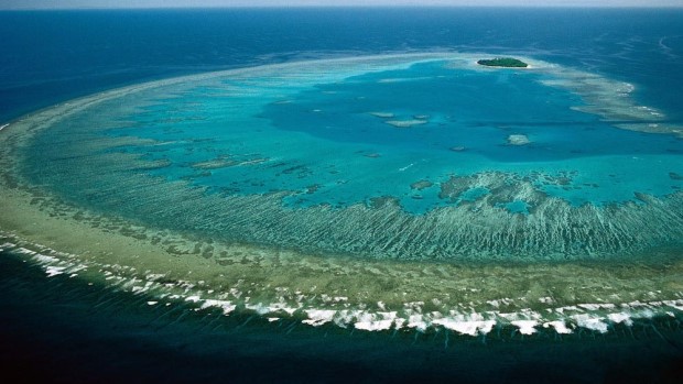 great reef3