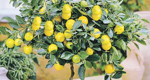 Одгледување лимон во домот