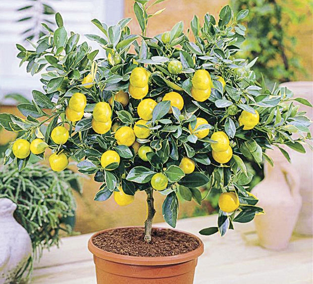 Одгледување лимон во домот