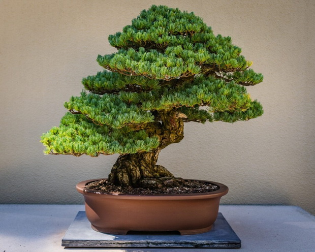 Bonsai-Tree-1200x960_resize