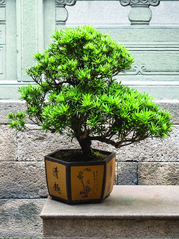 China_Schanghai_Jade_Buddah_Temple_5176519_resize
