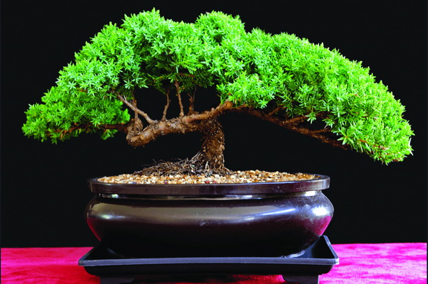 JUNIPER-min_resize
