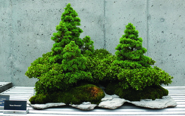 NCArboretum_Bonsai-27527-1_resize