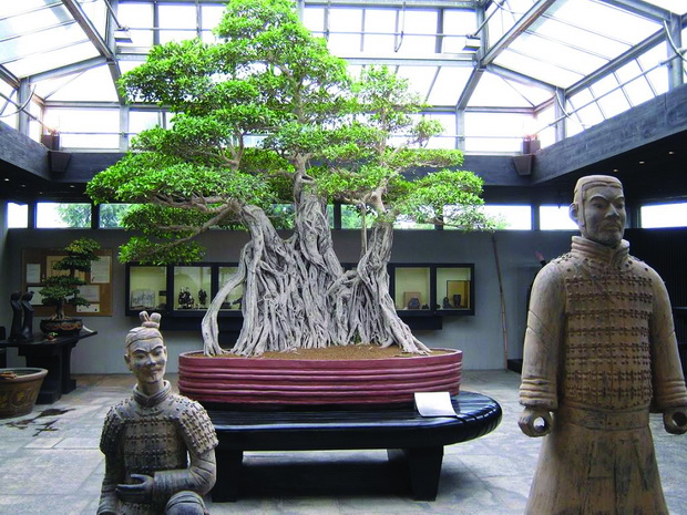 Njastarije-bonsai-drvo-na-svijetu-Izvor-Facebook-Just-Love-Japan_resize