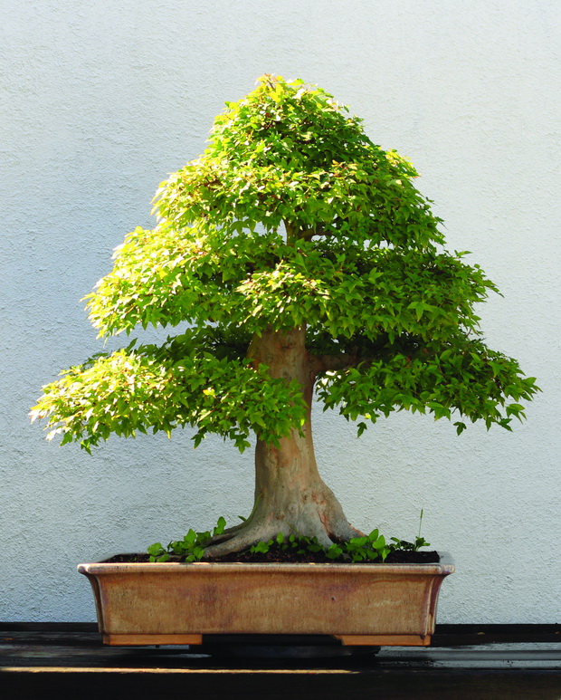 Trident_Maple_bonsai_202,_October_10,_2008_resize