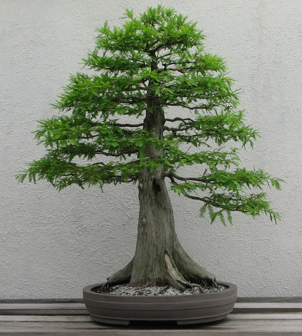 bonsai-cypress-National-Bonsai-and-Penjing-Museum_resize