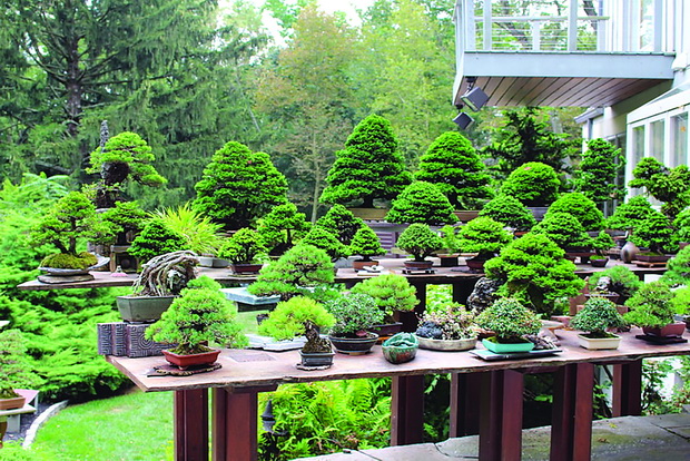 potential-feature-bonsai_resize