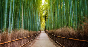 Звукот на бамбусовата шума кај Кјото заштитен со закон