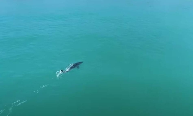 Досега не е видено нешто слично: Снимка од дрон на голема бела ајкула како забрзува (ВИДЕО)