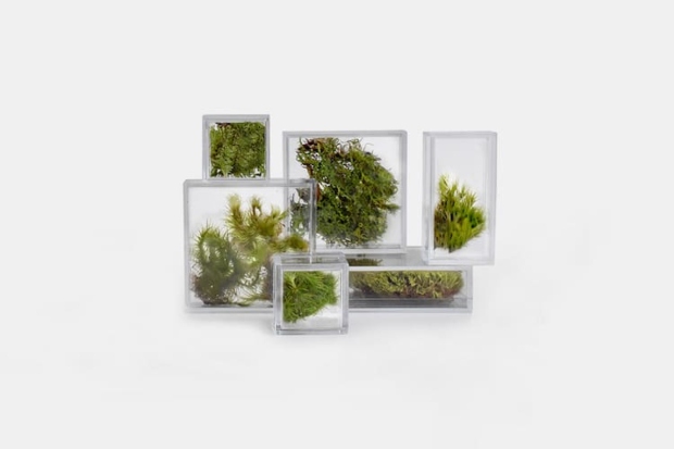 Мали екосистеми за додавање природа на вашето биро