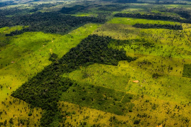 Германија вложува повеќе од 200 милиони евра за заштита на амазонската прашума