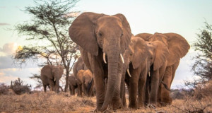 Слоновите како шумари заштитници – како не штитат од климатските промени