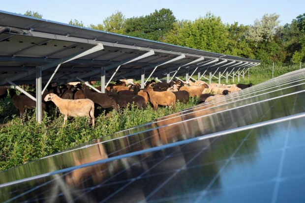 Австрија: Овци наместо косилки за одржување на теренот на фотонапонска електрана