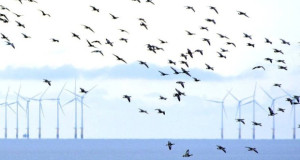 Холандија ги запре ветерните електрани, заради безбедно минување на птиците преселници
