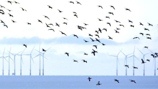 Холандија ги запре ветерните електрани, заради безбедно минување на птиците преселници